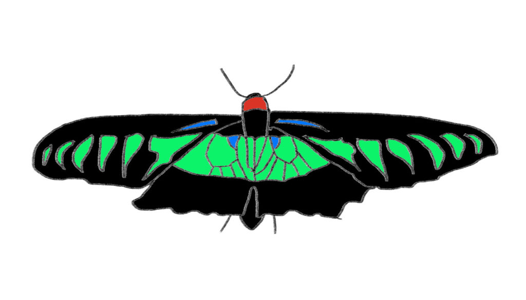 アカエリトリバネアゲハ。昆虫の森。