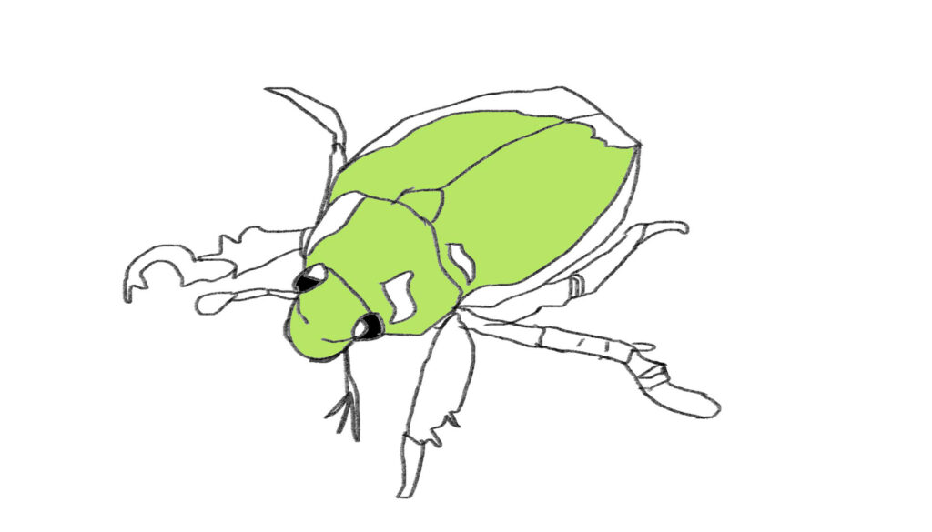 プラチナコガネ。昆虫の森。