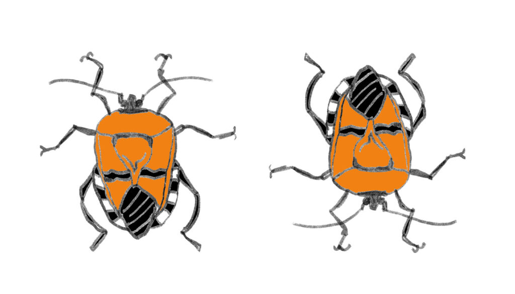 ジンメンカメムシ。昆虫の森。